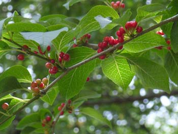 07_0809_aohada2.jpg