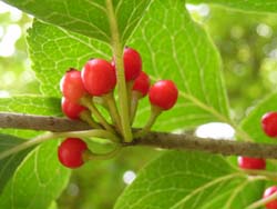 07_0809_aohada5.jpg