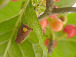 07_0809_aohada7.jpg
