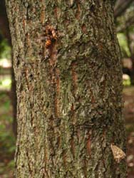 07_0810_kunugi1.jpg