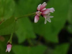 07_0818_camp6.jpg