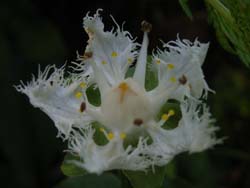 07_0821_sirahigeso2.jpg