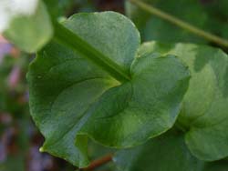 07_0821_sirahigeso4.jpg