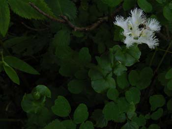07_0821_sirahigeso5.jpg