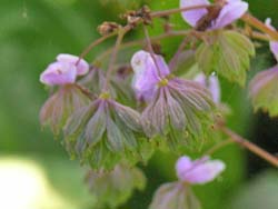 07_0827_sikin_k3.jpg