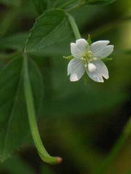 07_0828_akabanazoku2.jpg