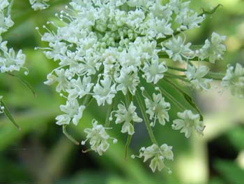 07_0828_sisiudo2.jpg