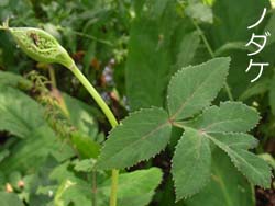 07_0828_sisiudo4.jpg