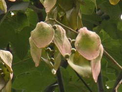 07_0831_aogiri04.jpg