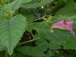 07_0902_turifuneso1.jpg