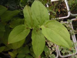 07_0904_yamajino_h.jpg