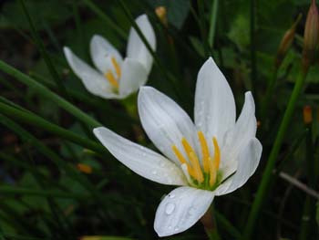 07_0906_tamasudare.jpg