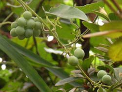 07_0909_ao_tudura_f1.jpg