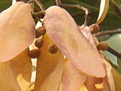07_0912_aogiri4.jpg