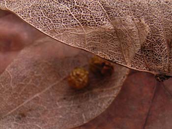 07_0912_aogiri7.jpg
