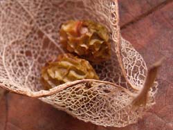07_0912_aogiri8.jpg
