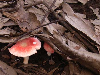 07_0915_kinoko1.jpg