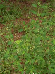 07_0917_inukoju5.jpg