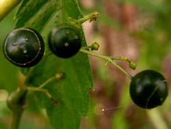 07_0918_amachaduru5.jpg