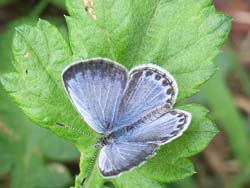 07_0919_butterfly02.jpg
