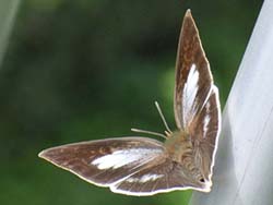 07_0919_butterfly09.jpg