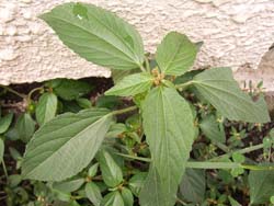 07_0920_enokigusa1.jpg