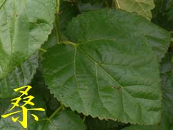 07_0921_kuwa.jpg