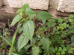 07_0921_kuwakusa1.jpg
