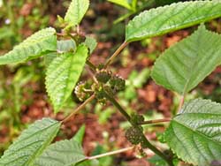 07_0921_kuwakusa2.jpg