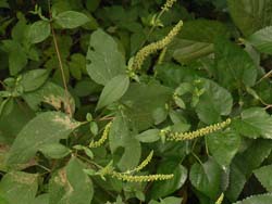 07_0926_o_butakusa.jpg