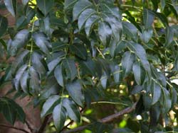 07_0927_gonzui2.jpg