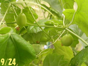 07_0927_suzumeuri4.jpg