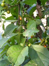 07_0927_turu_ume_m1.jpg