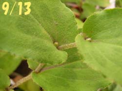 07_0927_y_hototogis1.jpg
