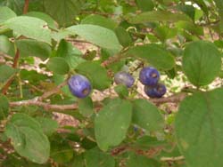 07_0928_sawafutagi2.jpg