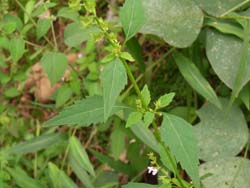 07_0929_himejiso2.jpg