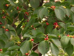 07_0930_aohada.jpg