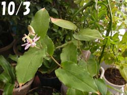 07_1003_y_hototogis3.jpg