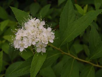 07_1006_simotuke1.jpg
