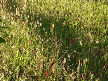 07_1007_enokoro.jpg