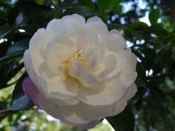 07_1009_sazanka3.jpg