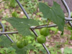 07_1011_suzumeuri2.jpg