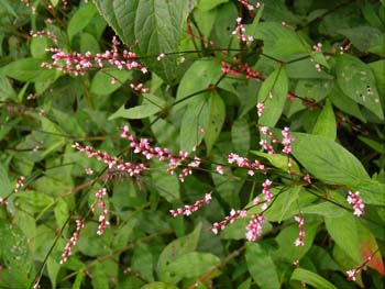 07_1012_hanatade5.jpg