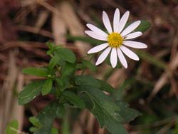 07_1014_yugagiku1.jpg