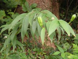 07_1016_yamayuri.jpg