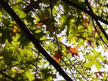 07_1019_pin_oak1.jpg