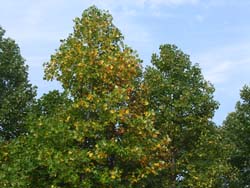 07_1019_yurinoki.jpg