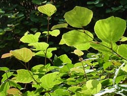 07_1020_tosamizki.jpg