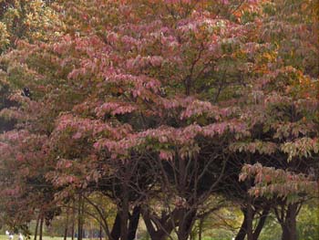 07_1021_hanamizki4.jpg