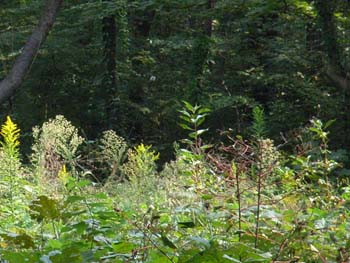 07_1025_kusamura3.jpg